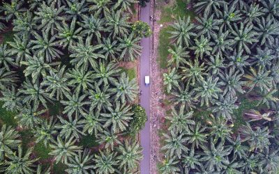 Harga TBS Sawit di Sumut Anjlok Lagi, Harga Terendah Rp3.311 per Kg
